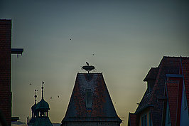 Bernhard Saalfeld - Rothenburg 2023 (7v9)